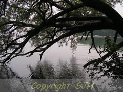 Small photo of tree overhanging Lake Couchiching, Orillia, ON