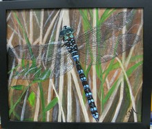 Small photo of painting of Dragonfly Posing, Burnaby Lake, BC